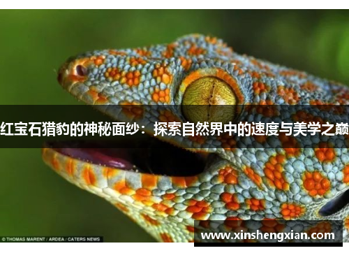 红宝石猎豹的神秘面纱：探索自然界中的速度与美学之巅